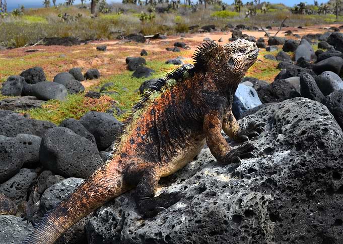 Iguana Marina Galápagos