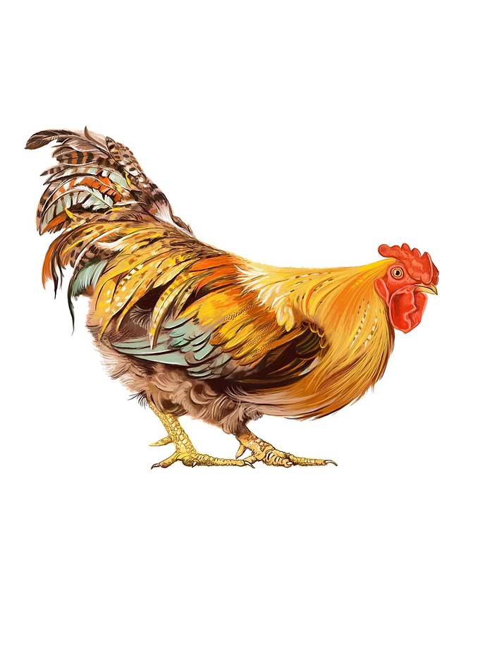 rooster
