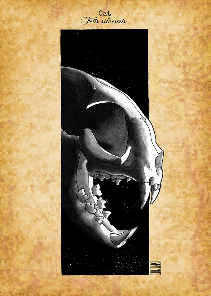 Cat Skull