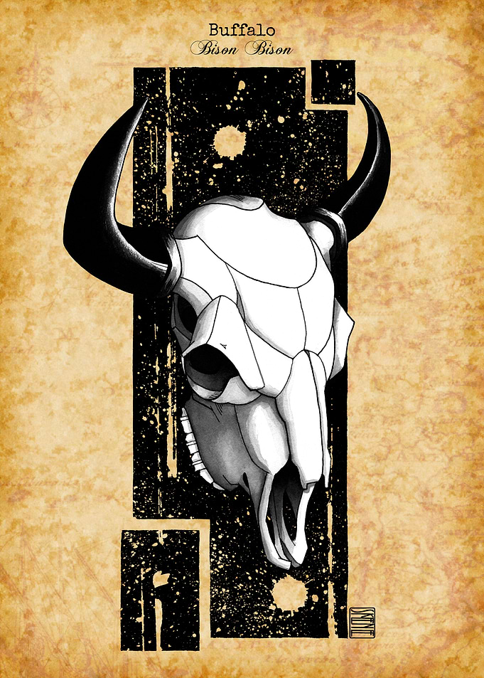 Buffalo Skull