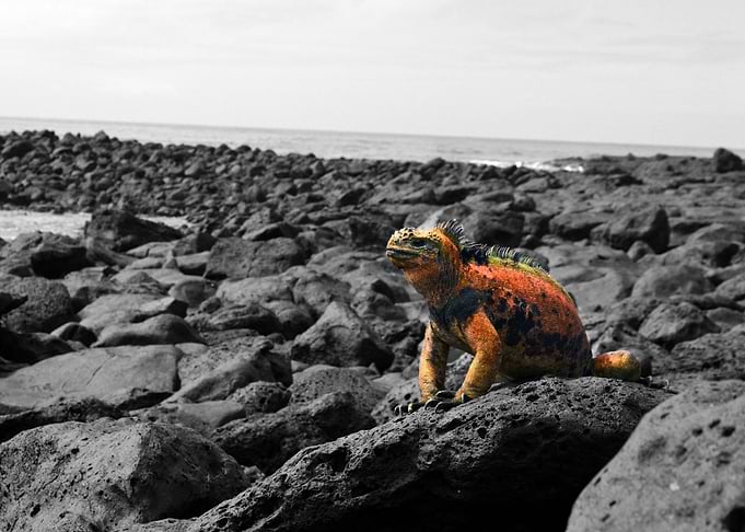 Iguana Marina Galpagos