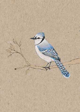 Blue jay