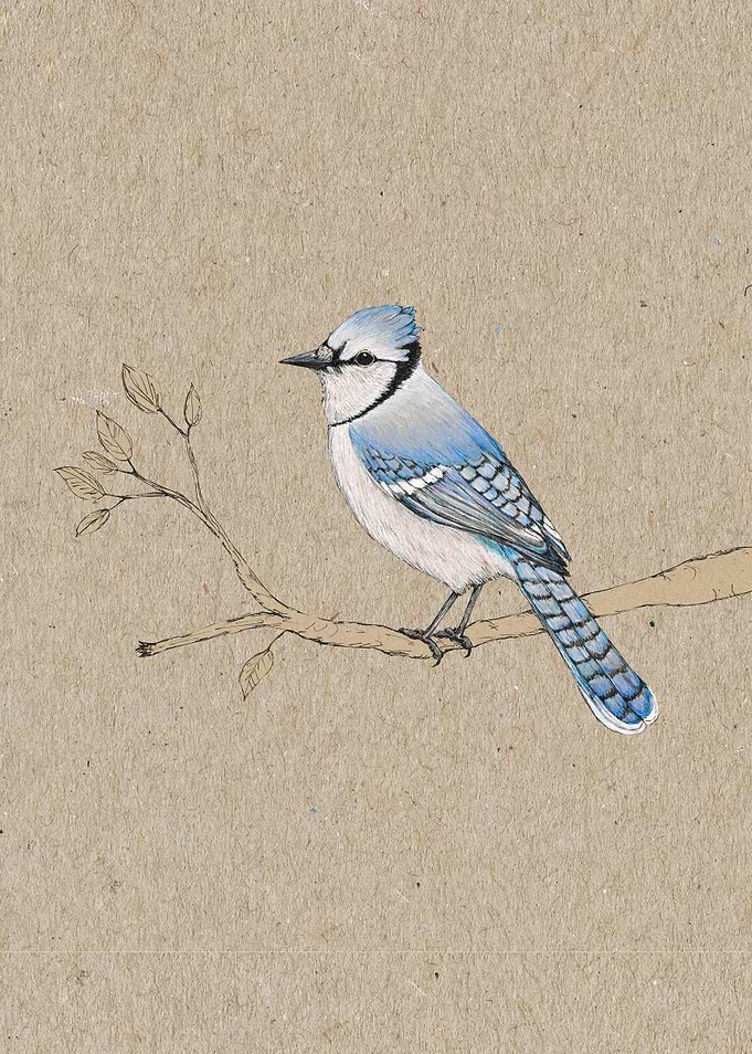 Blue jay