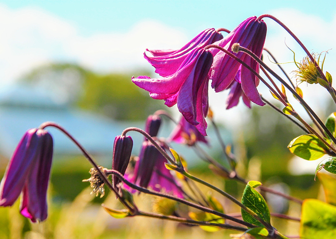 Flowers