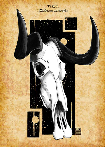 Takin Skull
