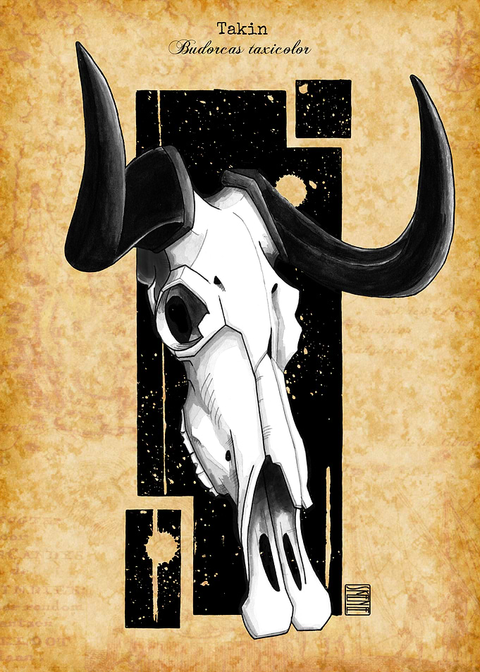 Takin Skull