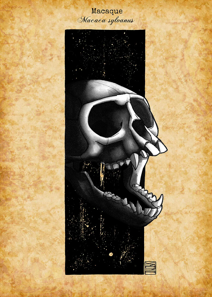 Monkey Skull