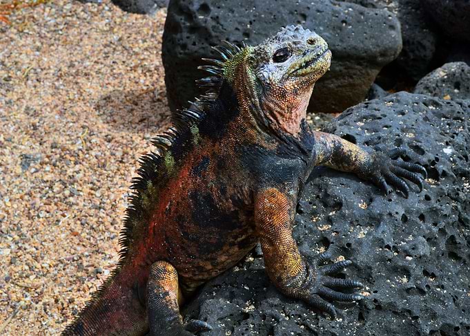 Iguana Marina Galpagos