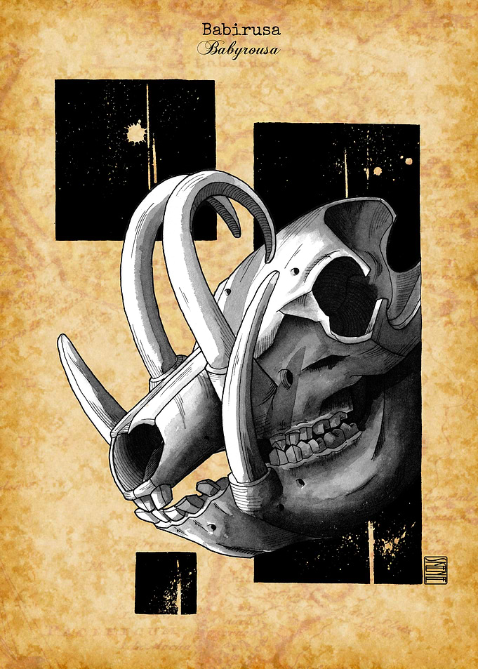 Babirusa Skull