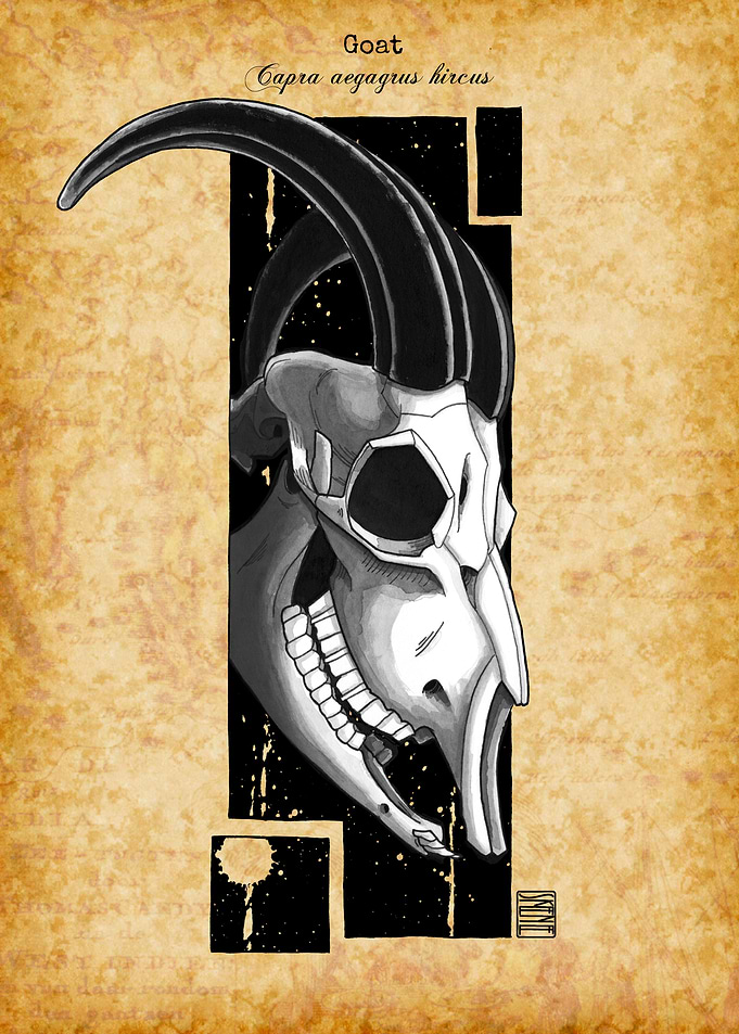 Goat Skull
