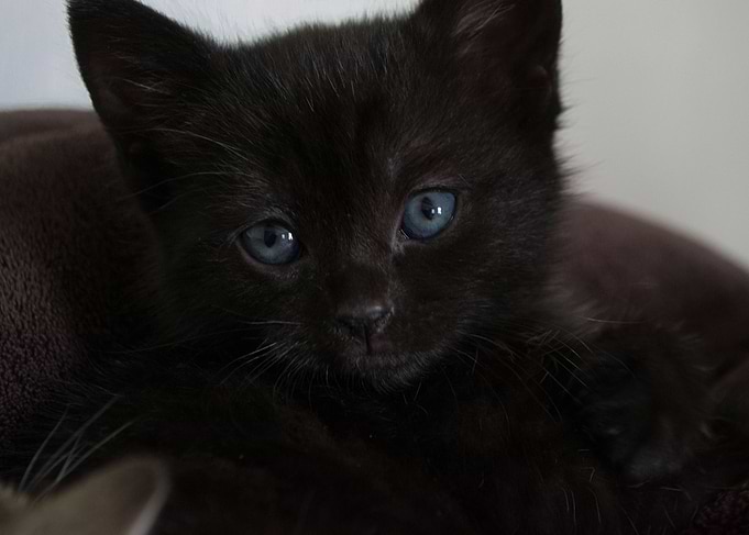 Black Kitten