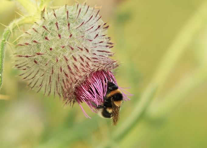 Busy bee