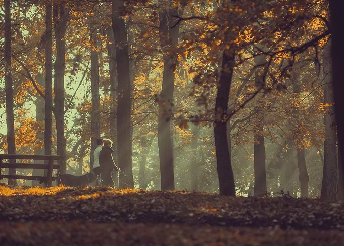 Autumn walk