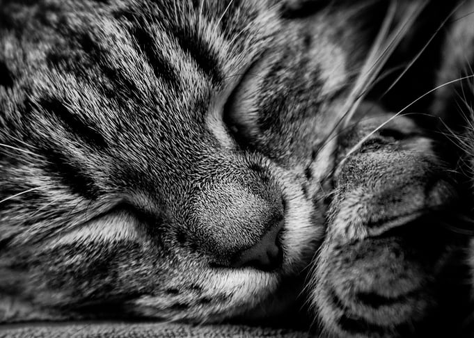 Sleepy Cat