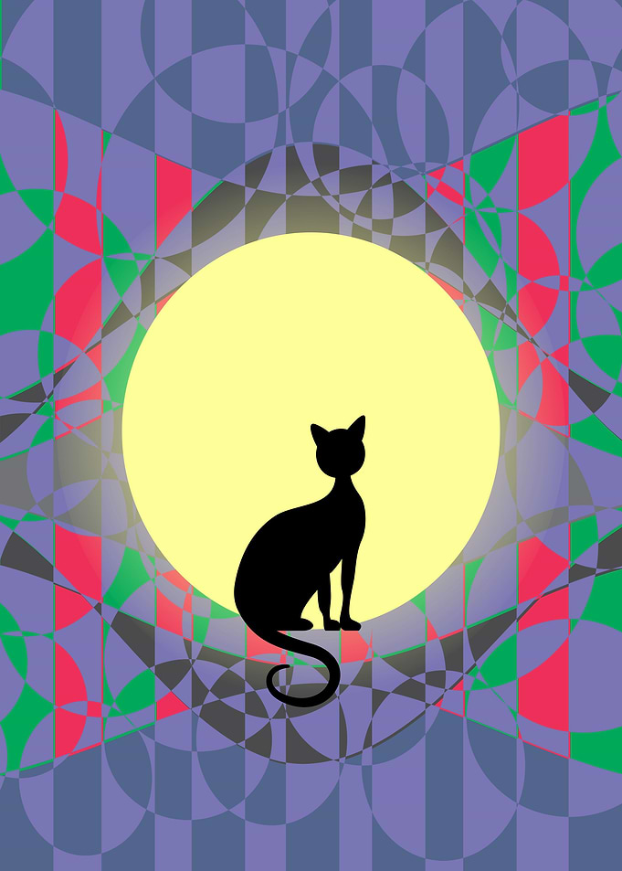 O gato e lua cheia