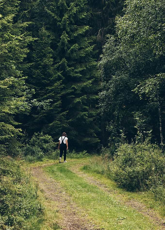 A walk in the woods