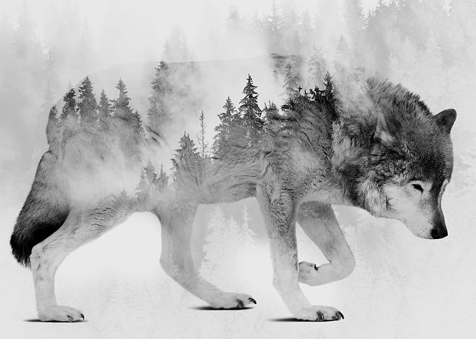 Wolf and Forest 6