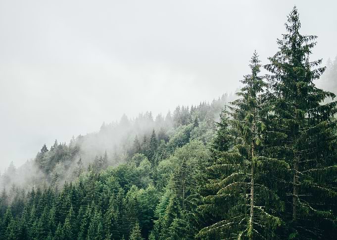 Misty Forest