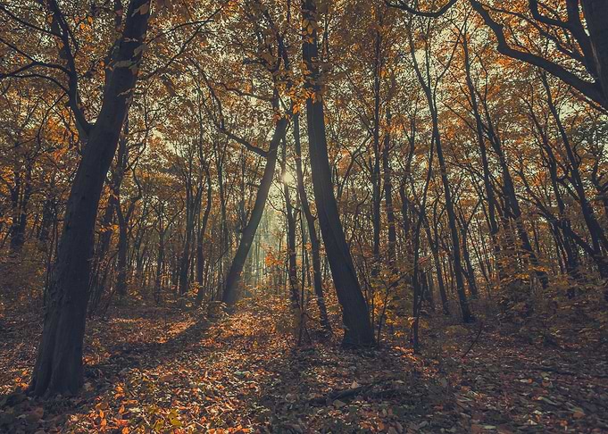 Autumn Forest