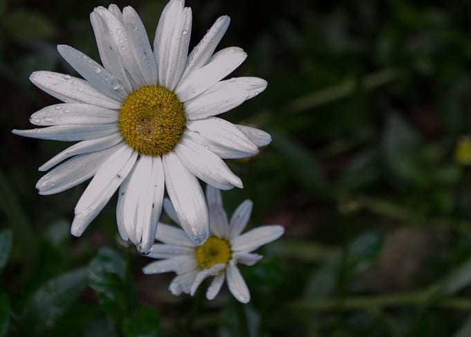 Dog Daisy