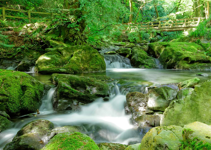 Lush green glen
