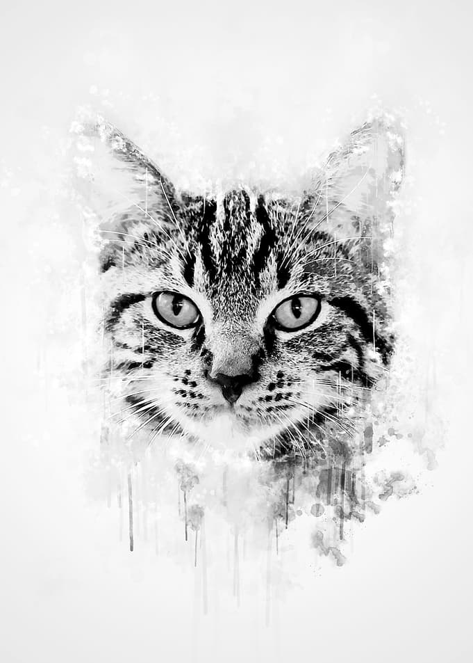 Cat Head Black and White