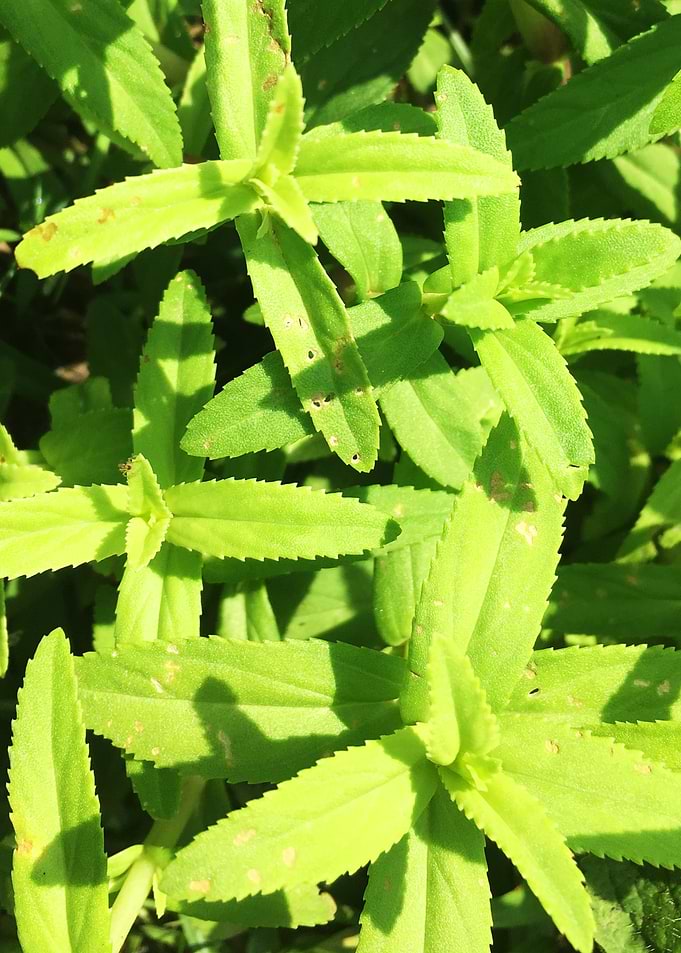 Young Forest Plants