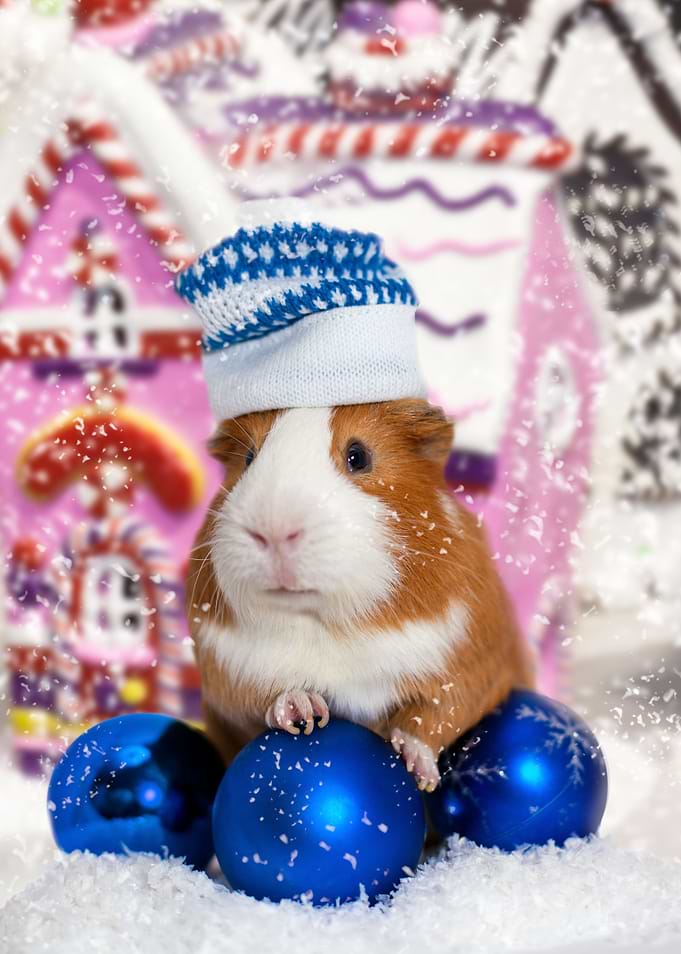 Christmas Guinea Pig