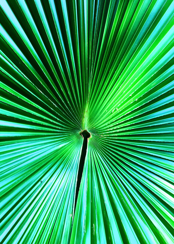 Tropical Anahaw Leaf