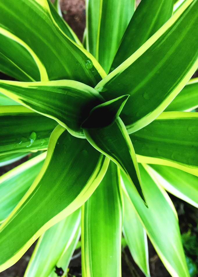 Snake Plant