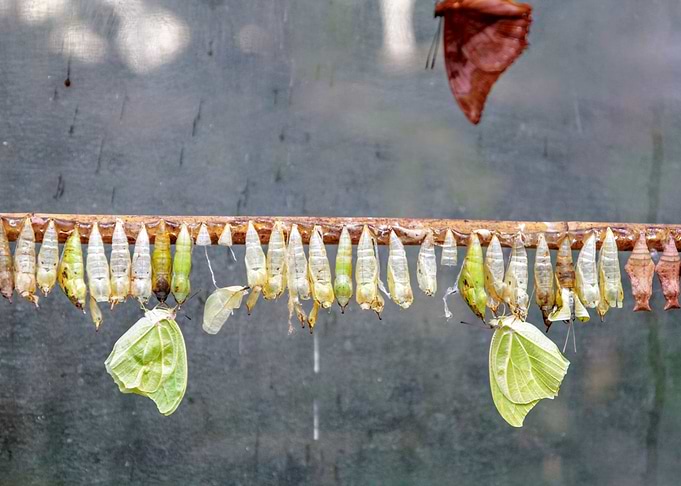 Butterfly nursery 2