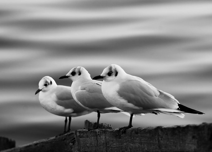 The 3 seagulls