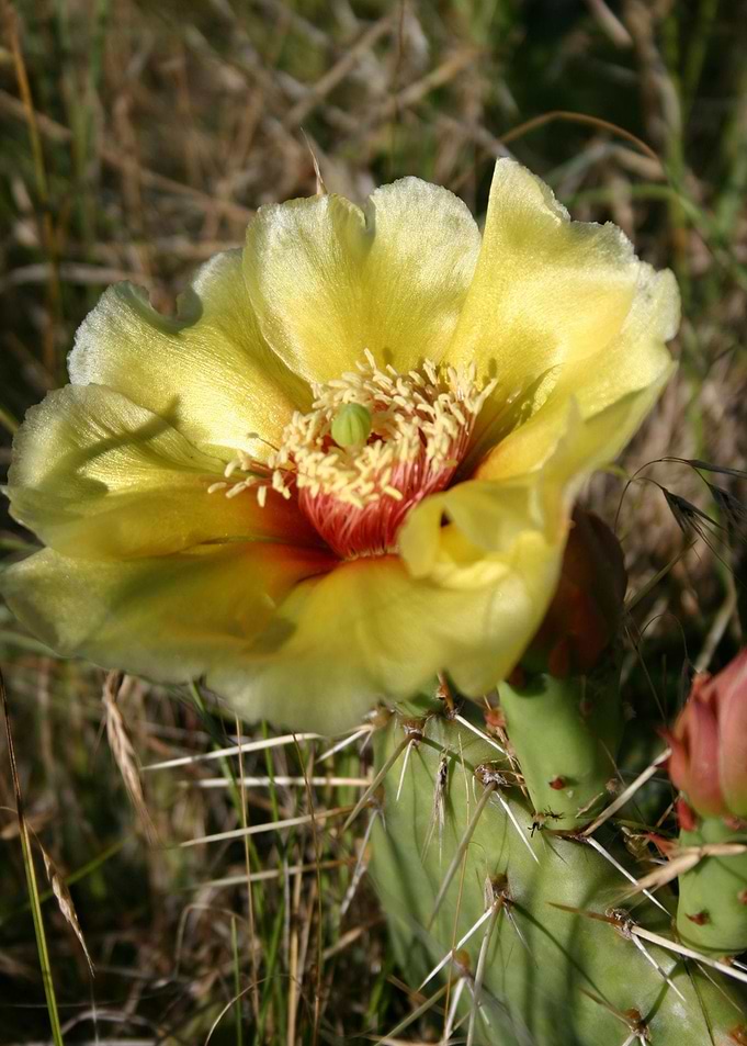 Prickly Pear