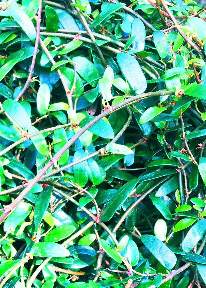 Crawling Plants