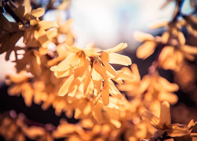 Yellow Blossom