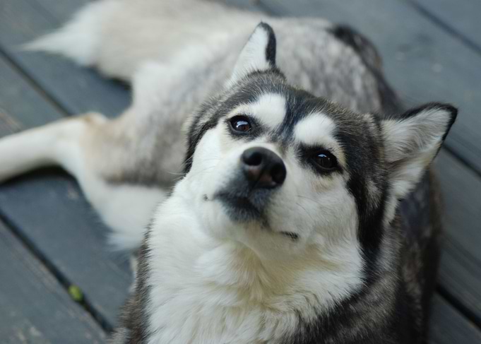 Husky Love