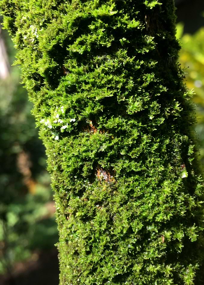 Tree Mold
