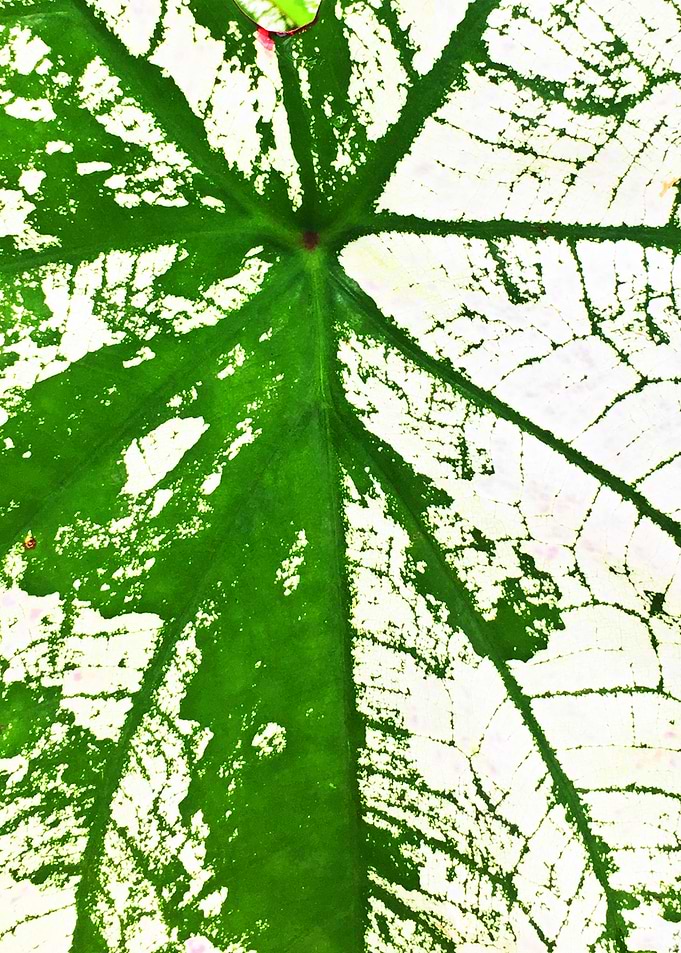 Gabi Leaf Close Up