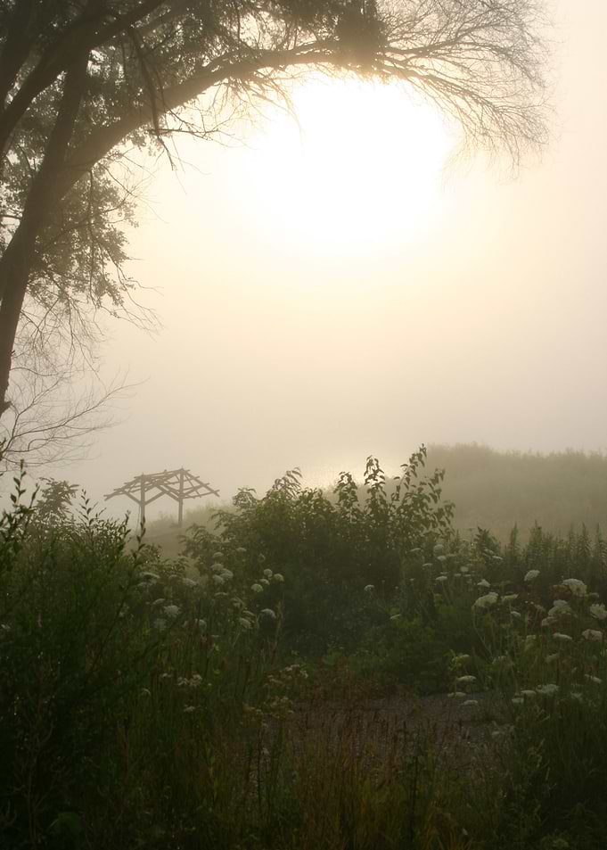 Foggy marsh 2
