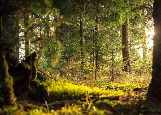 Forest Secrets