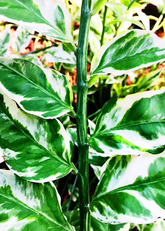 Tropical Jungle Plant