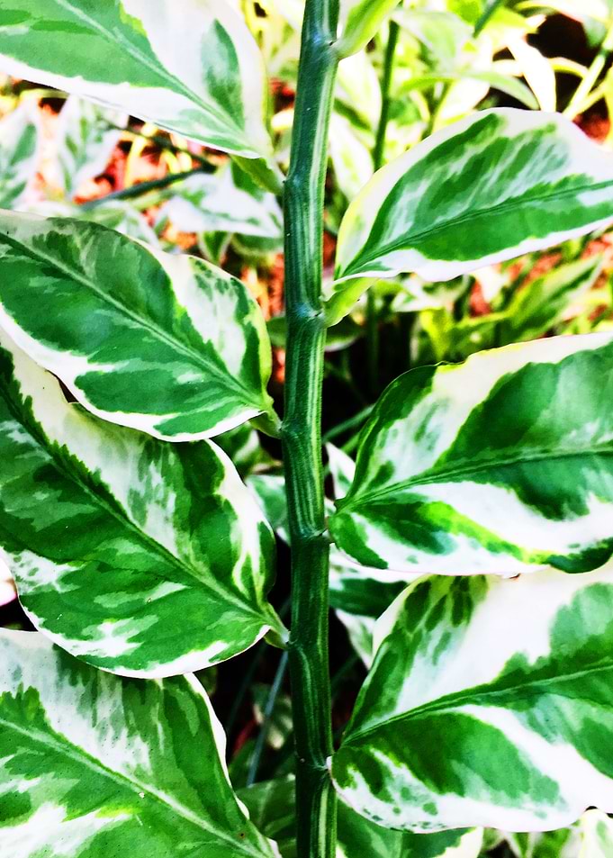 Tropical Jungle Plant