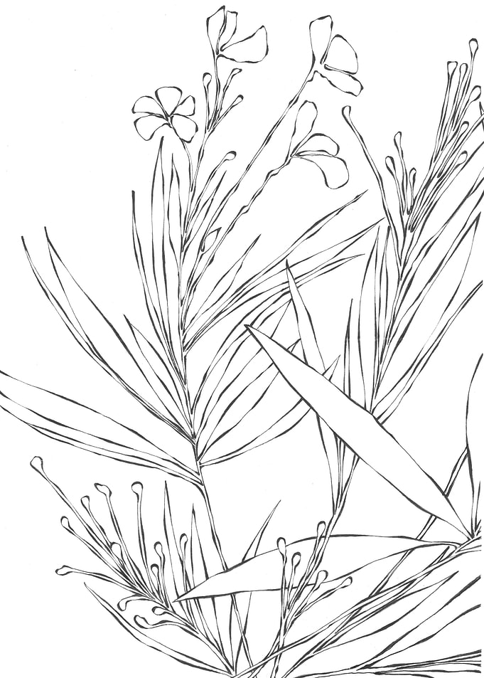 oleander