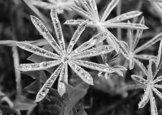 Fuzzy Dew