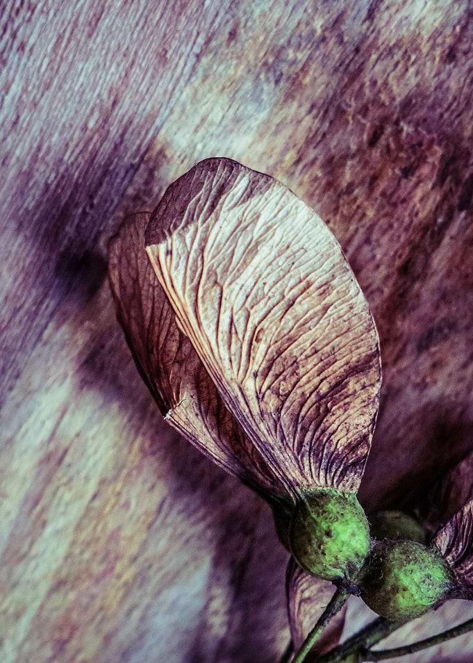 Acer platanoides color 9