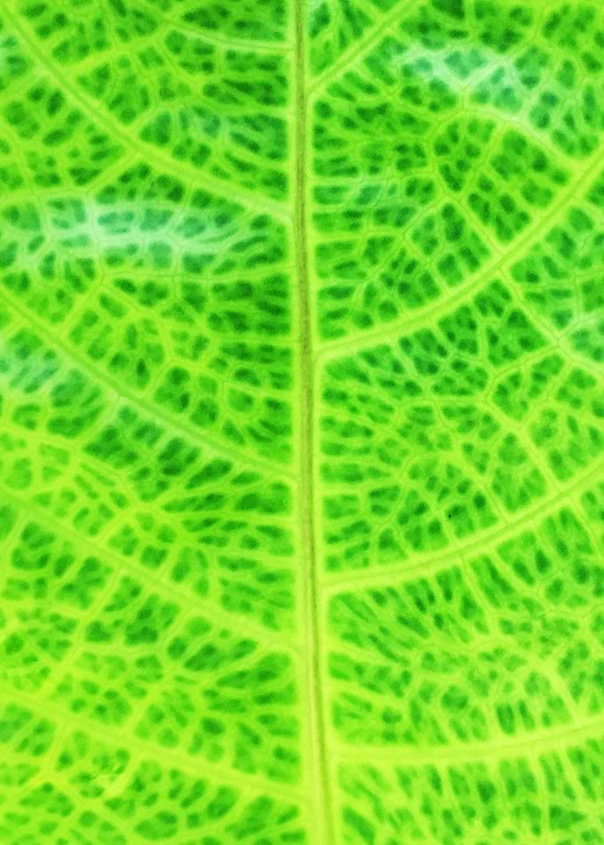 Close up of Tropical Leaf