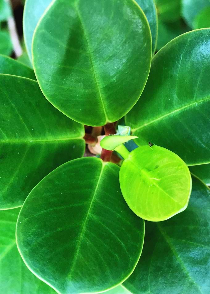 Young Round Leaves