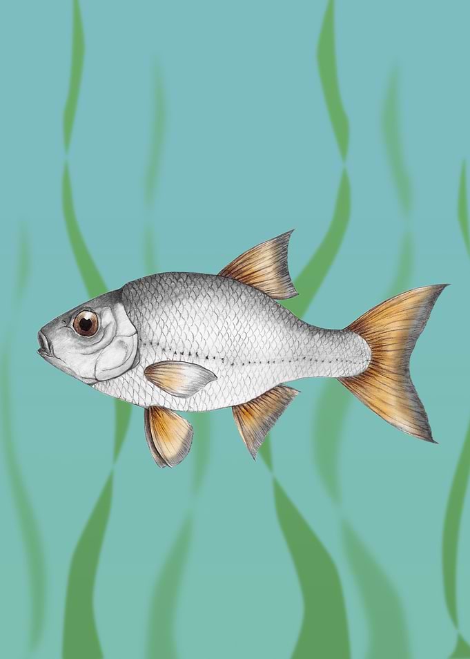 Common roach fish