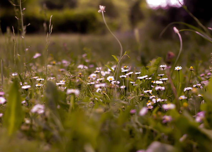 daisyd