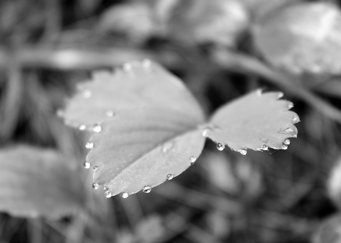Morning Dew